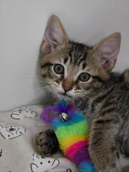 Champ -  Domestic Short Hair Cat for Adoption in Huntington, Indiana - Champ | PetCurious