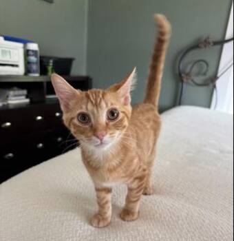 Popcorn -  Domestic Short Hair Cat for Adoption in Nashville, Tennessee - Popcorn | PetCurious
