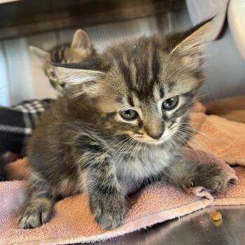 Cappuccino -  Domestic Medium Hair Cat for Adoption in Madisonville, Tennessee - Cappuccino | PetCurious