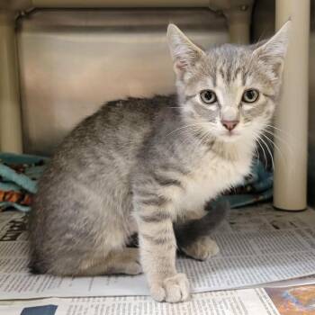 Sacred Flame -  Domestic Short Hair Cat for Adoption in Columbia, Missouri - Sacred Flame | PetCurious