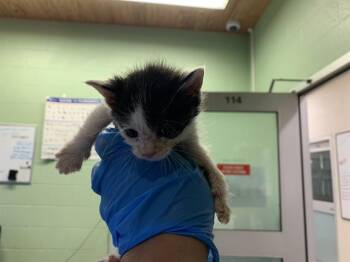 LADY BUG -  Domestic Short Hair Cat for Adoption in Grand Prairie, Texas - LADY BUG | PetCurious