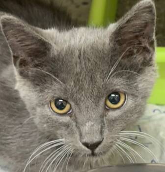 Rescue Domestic Short Hair Cats for Adoption in Elizabethton, Tennessee - TURBO | PetCurious