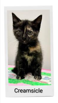 Creamsicle -  Domestic Short Hair Cat for Adoption in Caistor Centre, Ontario - Creamsicle | PetCurious