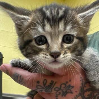 Espresso -  Domestic Short Hair Cat for Adoption in New York, New York - Espresso | PetCurious