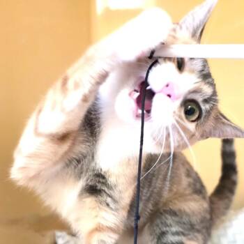 Domestic Short Hair Cats Available for Adoption in East Hanover, New Jersey - Corazon | PetCurious