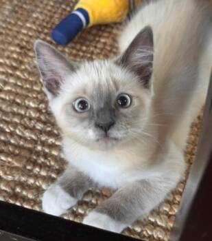 Stevie Nicks (Blondie) -  Siamese Cat for Adoption in Davis, California - Stevie Nicks (Blondie) | PetCurious