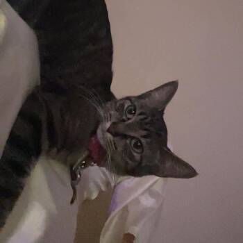Dior -  Domestic Short Hair Cat for Adoption in Rochester, Minnesota - Dior | PetCurious