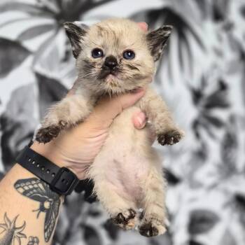 Tulle -  Domestic Short Hair Cat for Adoption in Wahiawa, Hawaii - Tulle | PetCurious
