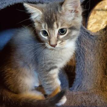 Willow Birchett -  Domestic Short Hair Cat for Adoption in Eagle Mountain, Utah - Willow Birchett | PetCurious