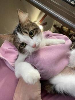 Tabby and Domestic Medium Hair Cats Available for Adoption - Gracie Roisin | PetCurious