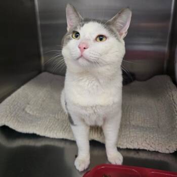 Domestic Short Hair Cats Available for Adoption in Spokane, Washington - Felix | PetCurious