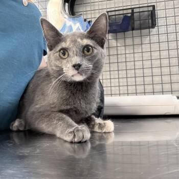 Uma -  Domestic Short Hair Cat for Adoption in New York, New York - Uma | PetCurious