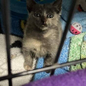 Pearl -  Dilute Tortoiseshell Cat for Adoption in Paulina, Louisiana - Pearl | PetCurious