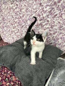 Pumba* -  American Shorthair Cat for Adoption in Ellijay, Georgia - Pumba* | PetCurious