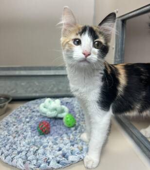 61513530 -  Domestic Short Hair Cat for Adoption in Elko, Nevada - 61513530 | PetCurious
