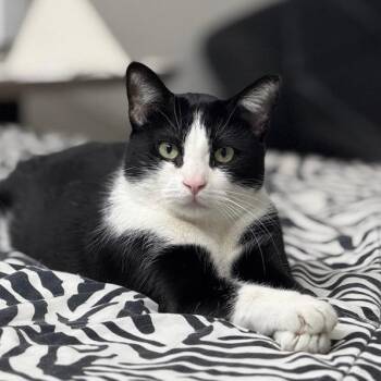 Negri -  Domestic Short Hair Cat for Adoption in Las Vegas, Nevada - Negri | PetCurious