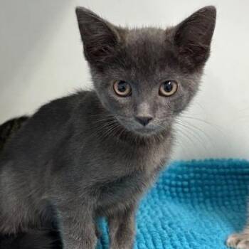 Domestic Short Hair Cats Available for Adoption in Hawthorne, California - Lemon | PetCurious
