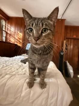 Rhoda -  Domestic Short Hair Cat for Adoption in Springfield, Pennsylvania - Rhoda | PetCurious