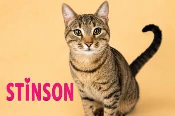 Stinson (FCID# 06/22/2026 - 12 Trainer) -  Tabby Cat for Adoption in Greenville, Delaware - Stinson (FCID# 06/22/2026 - 12 Trainer) | PetCurious