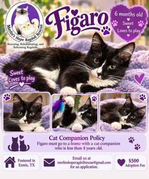 Figaro -  Maine Coon Cat for Adoption in Ennis, Texas - Figaro | PetCurious