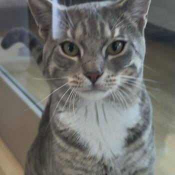 Tabby and Domestic Short Hair Cats Available for Adoption - Chef | PetCurious