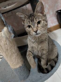 Rescue Domestic Short Hair Cats for Adoption - Puddin