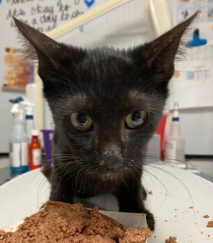 Rescue Domestic Short Hair Cats for Adoption in Trenton, New Jersey - Jackson | PetCurious