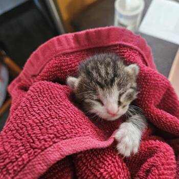 Weeble -  Domestic Short Hair Cat for Adoption in Ridgely, Maryland - Weeble | PetCurious