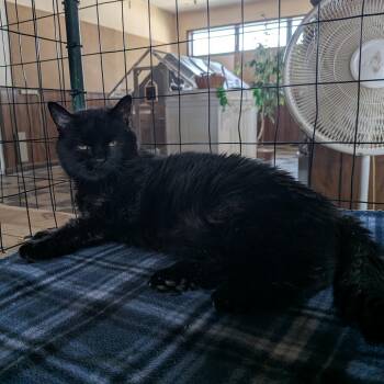 Freddie - SUPER SENIOR -  Extra Toes Cat Hemingway Polydactyl Cat for Adoption in Union, Missouri - Freddie - SUPER SENIOR | PetCurious