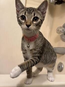 Freddy -  Domestic Short Hair Cat for Adoption in Richmond, Virginia - Freddy | PetCurious