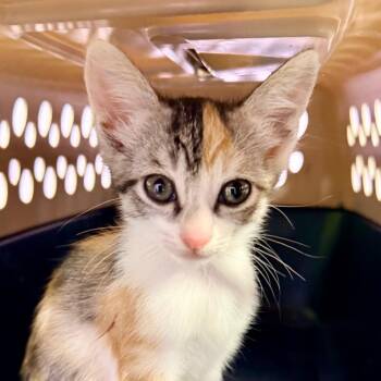 Sox -  Domestic Short Hair Cat for Adoption in Redwood Valley, California - Sox | PetCurious