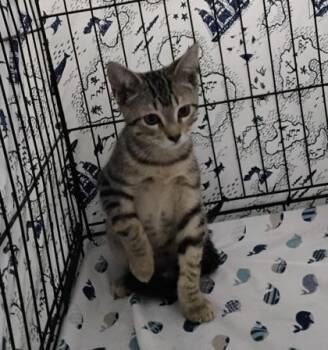 Squeak -  Domestic Short Hair Cat for Adoption in Gainesville, Florida - Squeak | PetCurious