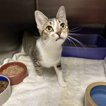 Lexi -  Domestic Short Hair Cat for Adoption in La Grange Park, Illinois - Lexi | PetCurious