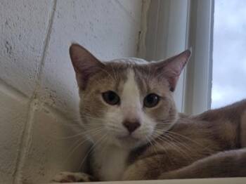Alex -  Domestic Short Hair Cat for Adoption in Woodbury, Minnesota - Alex | PetCurious