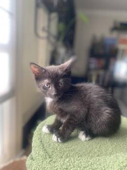 Gremlin -  Domestic Short Hair Cat for Adoption in Dayton, Ohio - Gremlin | PetCurious