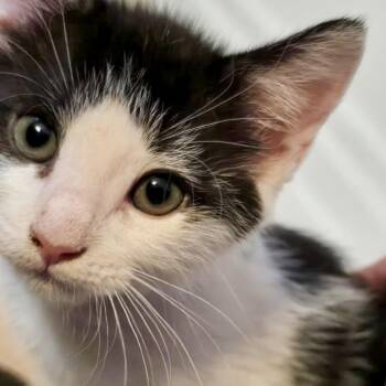 Frankie* -  Domestic Short Hair Cat for Adoption in San Gabriel, California - Frankie* | PetCurious