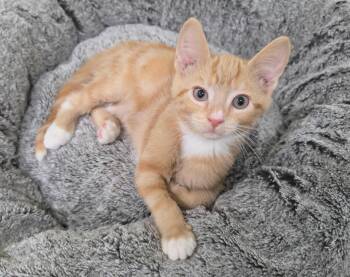 CJ -  Domestic Short Hair Cat for Adoption in Fairfax, Virginia - CJ | PetCurious