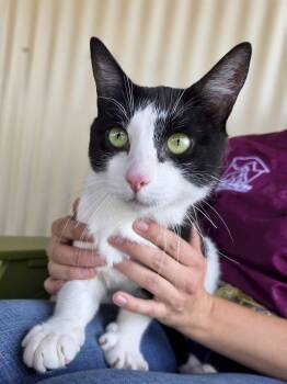 Oreo -  Domestic Short Hair Cat for Adoption in Jackson, Wyoming - Oreo | PetCurious