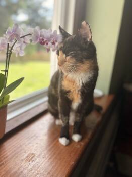 Clementine -  Calico and Tortoiseshell Cat Available for Adoption in Mansfield, Pennsylvania - Clementine | PetCurious