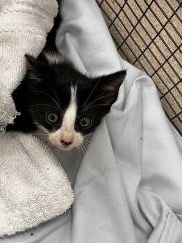 A2480633 -  Domestic Short Hair Cat for Adoption in Fort Lauderdale, Florida - A2480633 | PetCurious