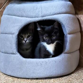 Domestic Short Hair Cats Available for Adoption - Aqua "Luna" | PetCurious