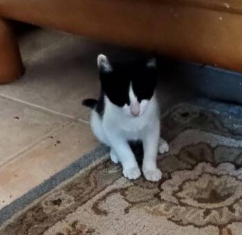 Rope -  Domestic Short Hair Cat for Adoption in Aurora, Colorado - Rope | PetCurious
