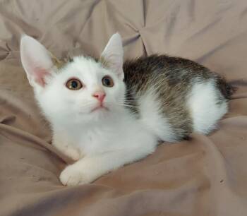 Rescue Domestic Short Hair Cats for Adoption in Walnutport, Pennsylvania - Snow | PetCurious