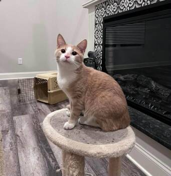 Tabby Cats Available for Adoption - Julio (Courtesy Post) | PetCurious