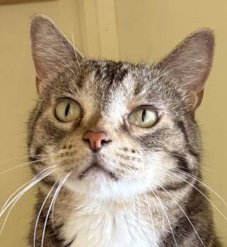 PEPPER -  Tabby Cat for Adoption in Prescott, Arizona - PEPPER | PetCurious