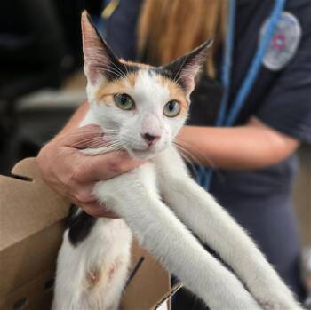 CLEOPETRA -  Domestic Short Hair Cat for Adoption in Dallas, Texas - CLEOPETRA | PetCurious