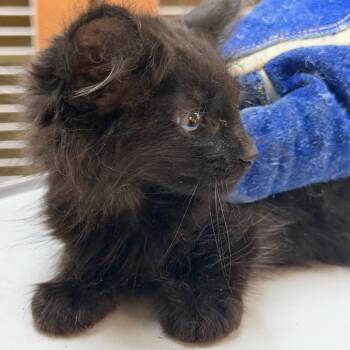 Laramie -  Domestic Long Hair Cat for Adoption in Idaho Falls, Idaho - Laramie | PetCurious