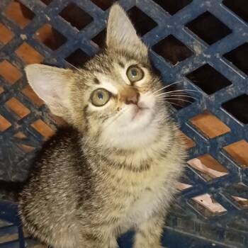 Ally -  Domestic Short Hair Cat for Adoption in Calimesa, California - Ally | PetCurious