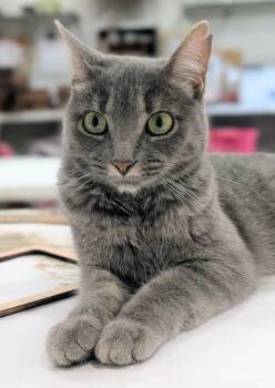 Mouse -  Domestic Short Hair Cat for Adoption in Sioux Falls, South Dakota - Mouse | PetCurious
