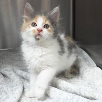 Razzmatazz -  Domestic Long Hair Cat Available for Adoption in Michigan City, Indiana - Razzmatazz | PetCurious
